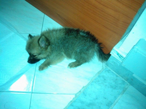 Vendo cucciolo spitz nano