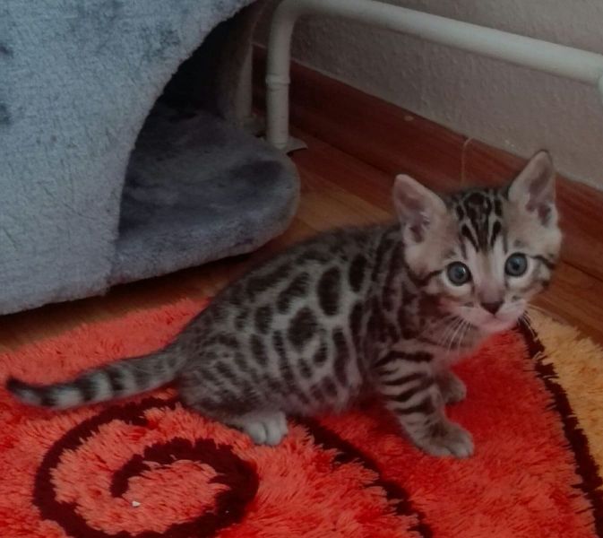 Gattini di bengala  per adozione ( maschio e femmina )