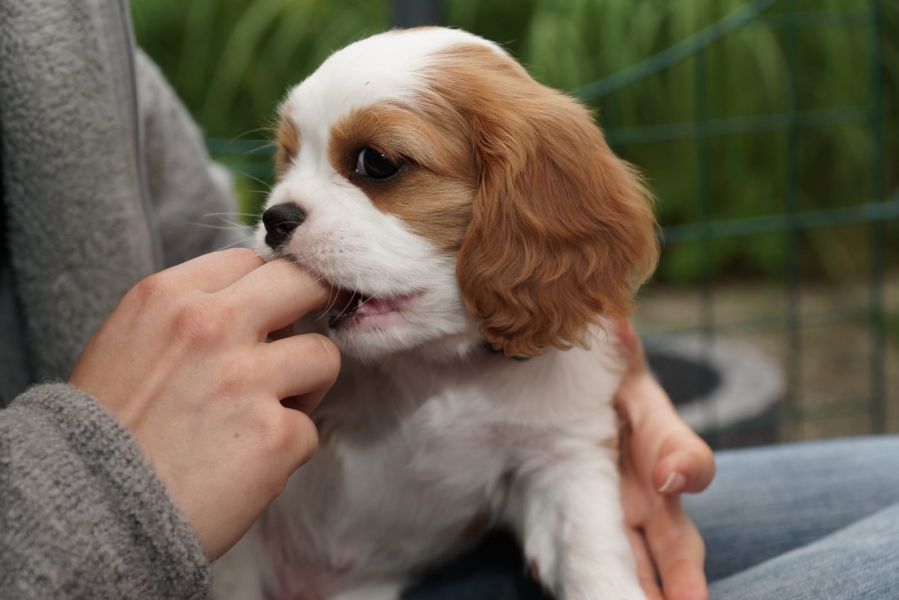 Molto bella e sani  cuccioli di cavalier king  per adozione maschi e femmine disponibili (gratis)