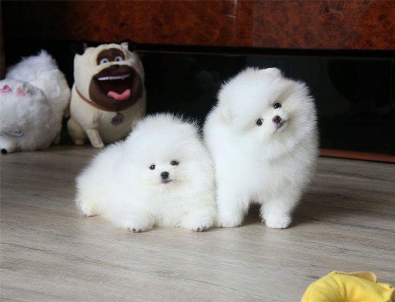 Regalo Volpini cuccioli di pomerania Piccoli
