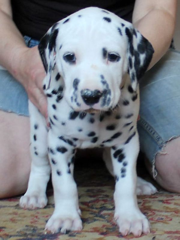  cuccioli di dalmata per adozione ( per regalo )