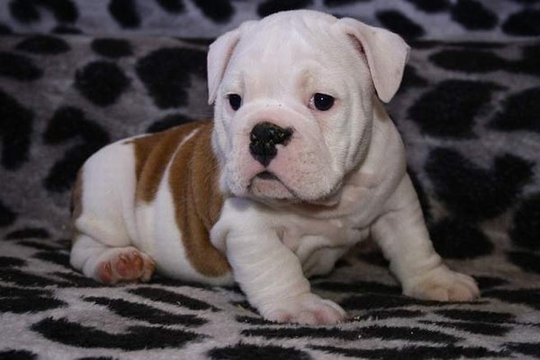 Bulldog Inglese