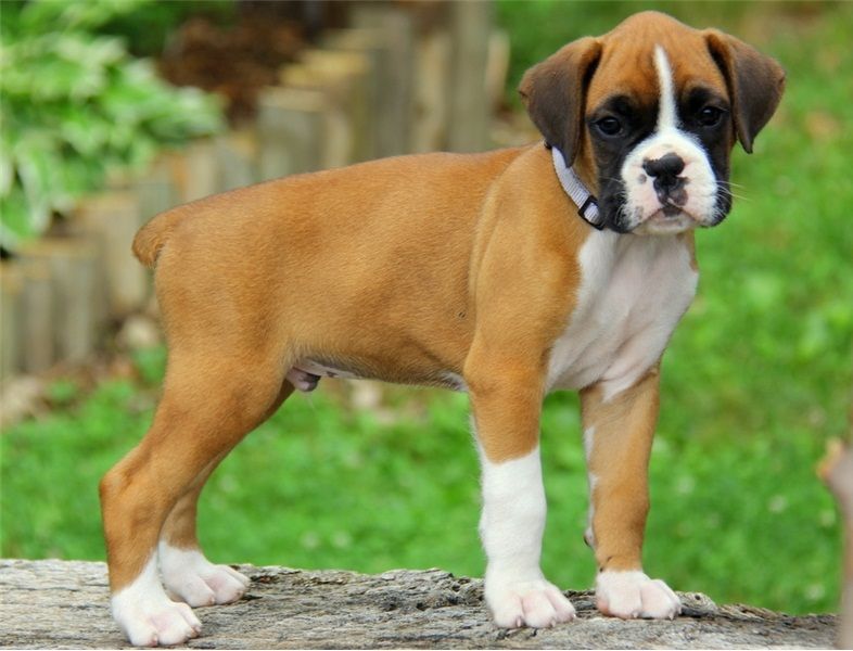 REGALO Estremamente carino cuccioli di boxer per l'adozione
