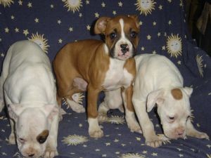 Bella e sani cuccioli di Boxer per adozione (gratis)