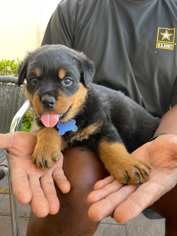Rottweiler cuccioli introvabili cuccioli di Rottweiler intelligenti e dolcissimi attaccati al padron