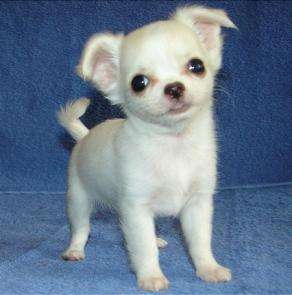 Cuccioli di micro chihuahua femminucce e maschietti disponibili per l'adozione