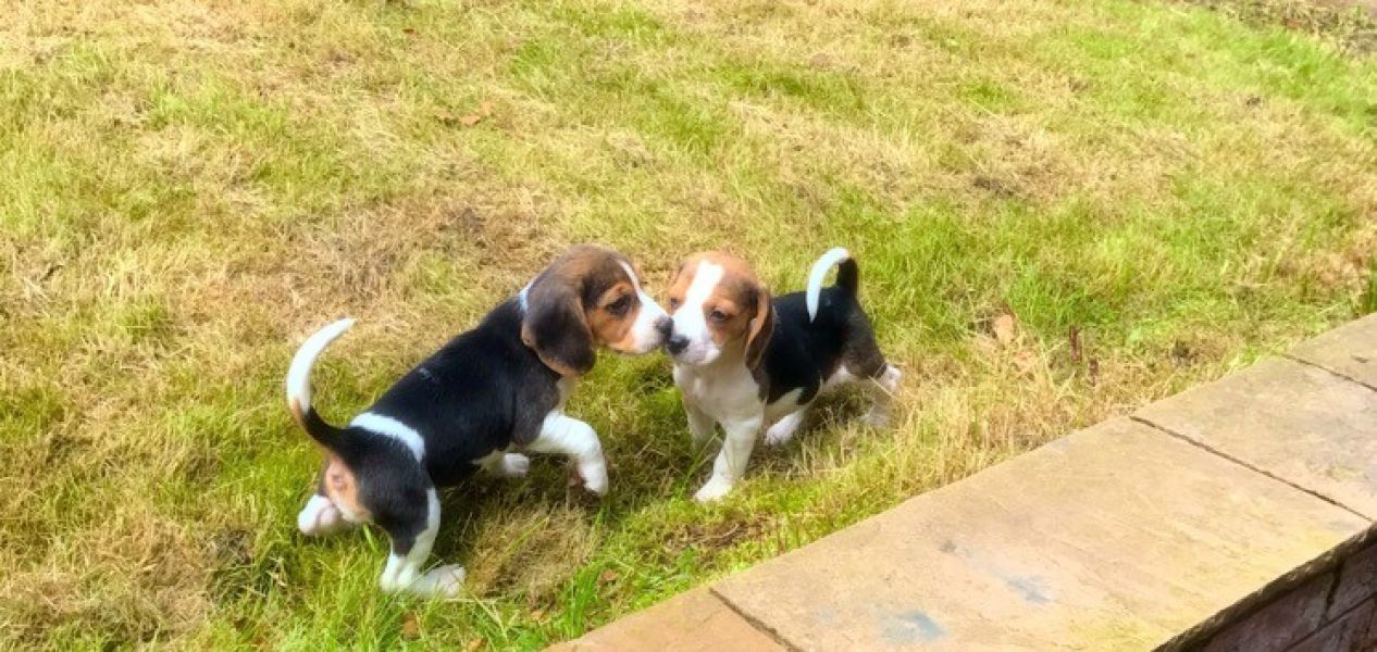 Regalo Beagle MERAVIGLIOSI  cuccioli di Beagle ottima genealogia, gia vaccinati, sverminati e microc