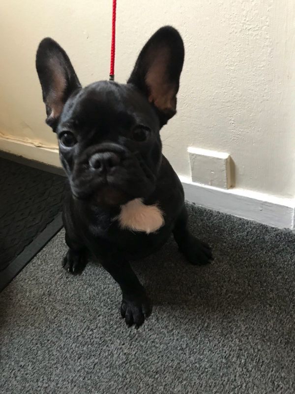 Regalo Bulldog Francese cucciolata Disponiamo 