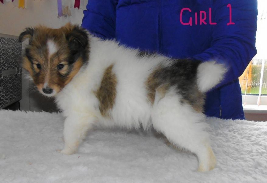 Molto bella e sani  cuccioli di shetland  per adozione maschi e femmine disponibili (gratis)