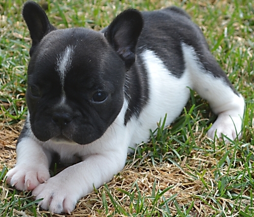 Adorabili cuccioli di Bulldog Francese femminucce e maschietti disponibili per l'adozione gratuita