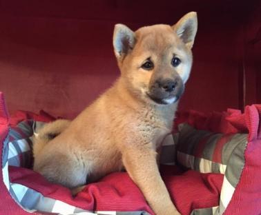 Regalo SHIBA INU cuccioli tutti miei nati in casa da genitori sempre di mia propriet� e tranquillame