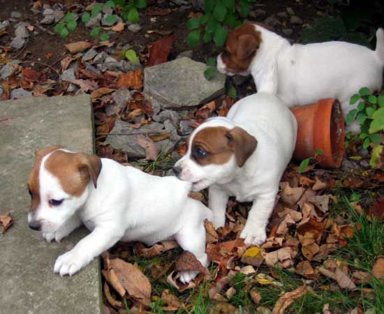 Cucciolo di Jack Russell in vendita