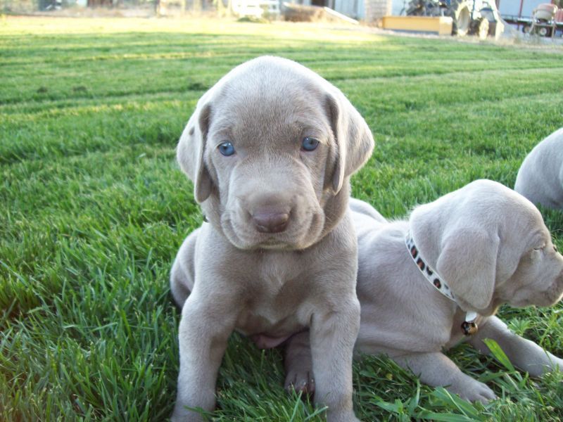 REGALO Cuccioli Weimaraner