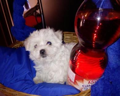 Regalo Stupendi Cuccioli Di Maltese Toy