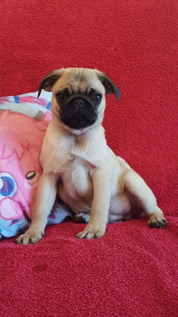 Regalo Carlino Disponiamo di una cucciolata di Carlino, i cuccioli verranno Dato dopo 90 giorni dall