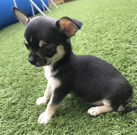 Cucciolo di chihuahua in pronta consegna