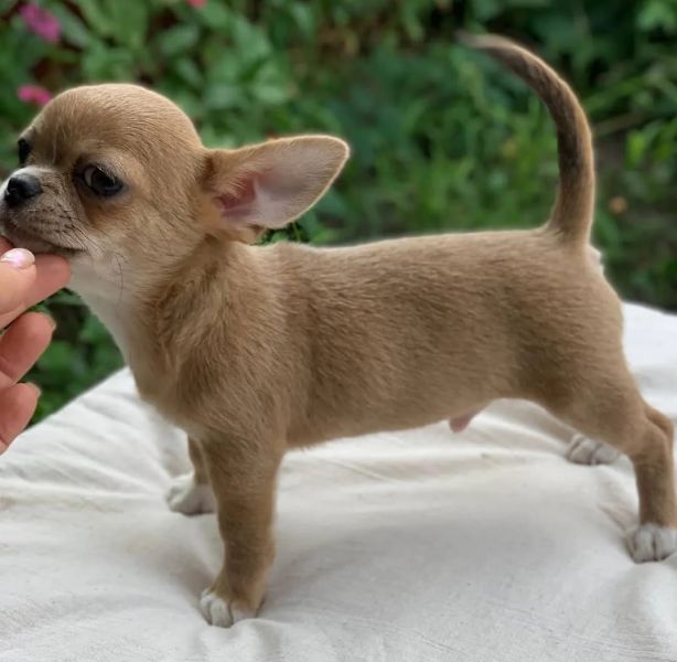 Il bisogno del cucciolo di chihuahua  sempre a casa 🏡