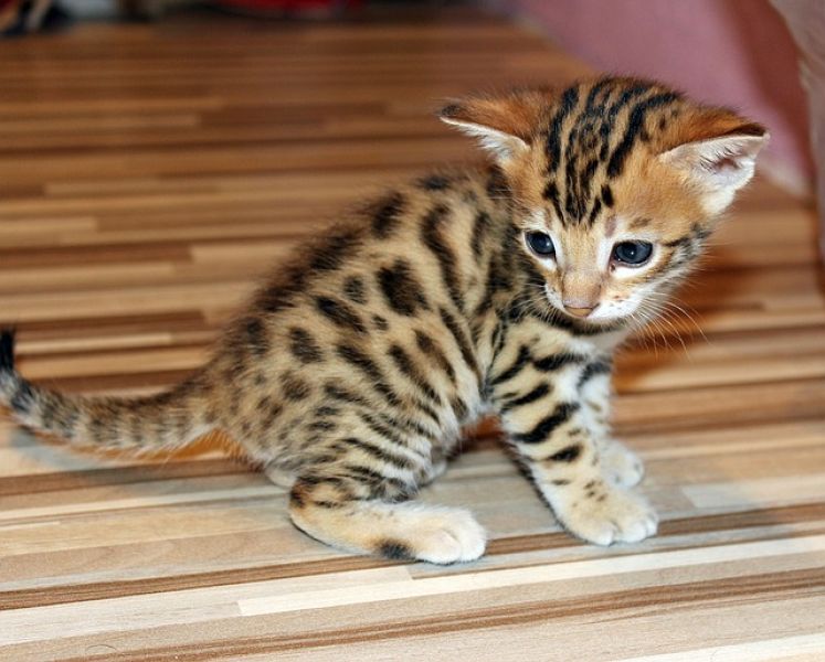 REGALO  bellissimi cucciolata di bengala  bellissimi cucciolata di bengala visibili i genitori preno