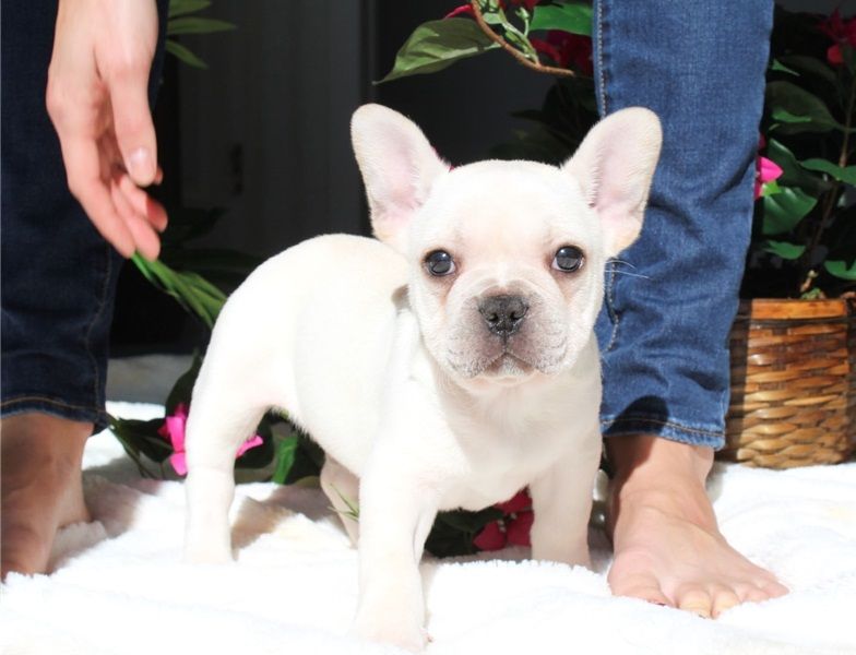 Regalo Cuccioli di Cane a Bulldog Francese
