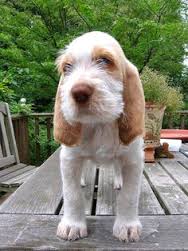 Offro in regalo Spinone Italiano cuccioli con pedigree . cuccioli di Spinone Italiano Siamo urgentem