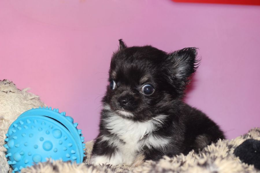 Teacup Chihuahua disponibili ora Due Chihuahua a pelo medio. Femmine da 1 libbra e 1 oncia di 10 set