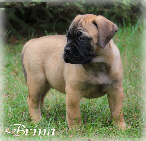 Regalo abbiamo cuccioli di BullMastiff
