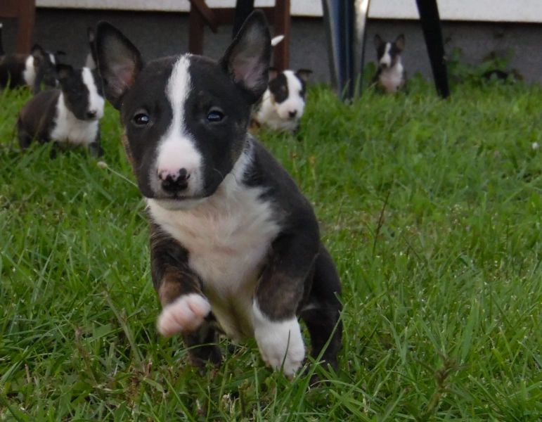  Molto bella e sani cuccioli di bull terrier per adozione maschi e femmine disponibili (gratis)
