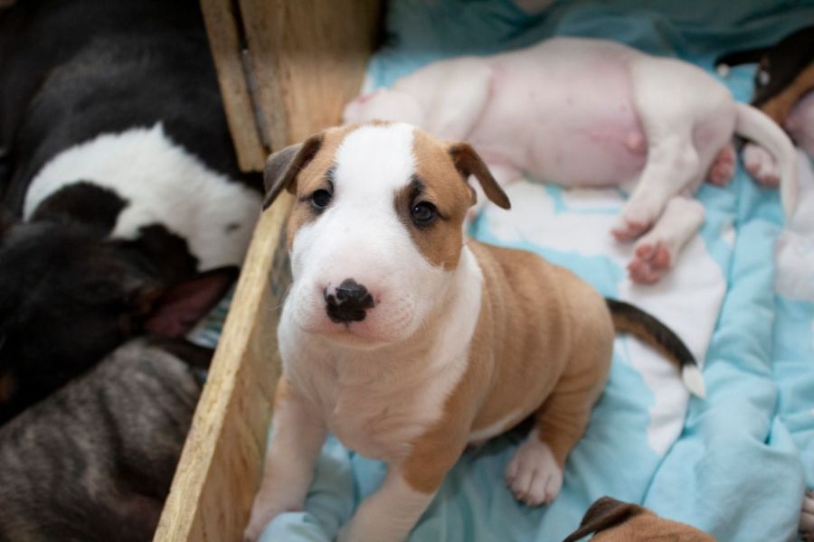 Regalo adorabili cuccioli Bull terrier femminucce e maschietti