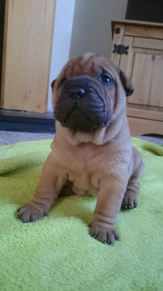 Regalo cuccioli Cuccioli di shar pei