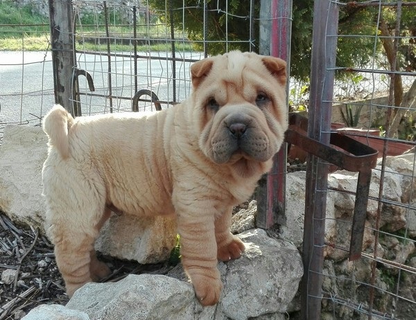 Regalo cuccioli Shar pei 
