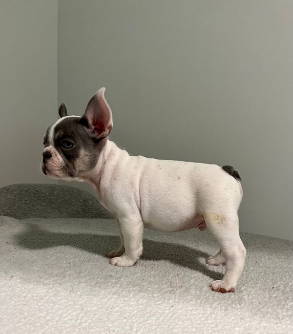   Disponibili splendidi cuccioli di bulldog francese  Splendidi cuccioli di bulldog francese Disponi