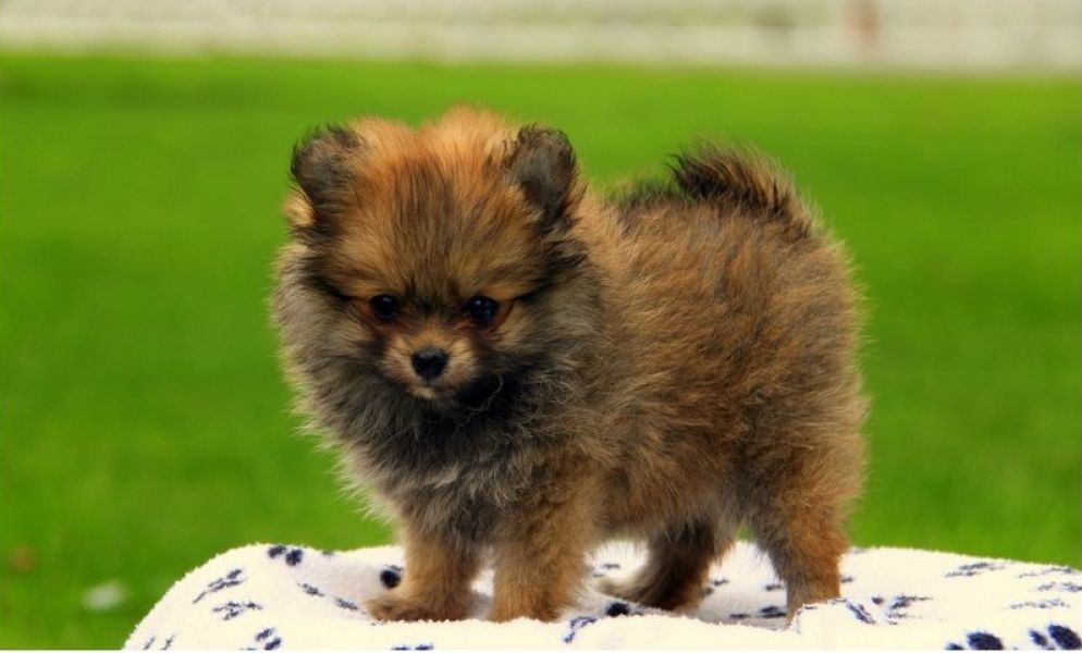 Regalo Cuccioli di volpino di pomerania