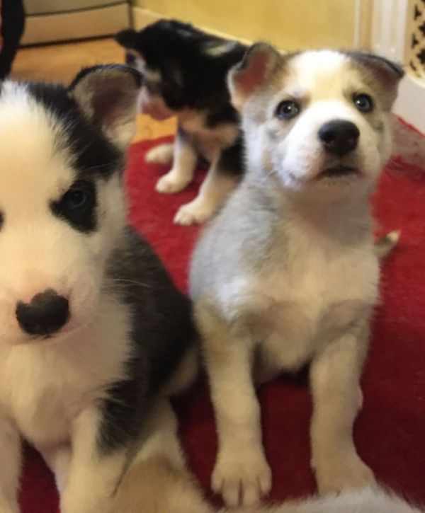 Cuccioli di Husky siberiano