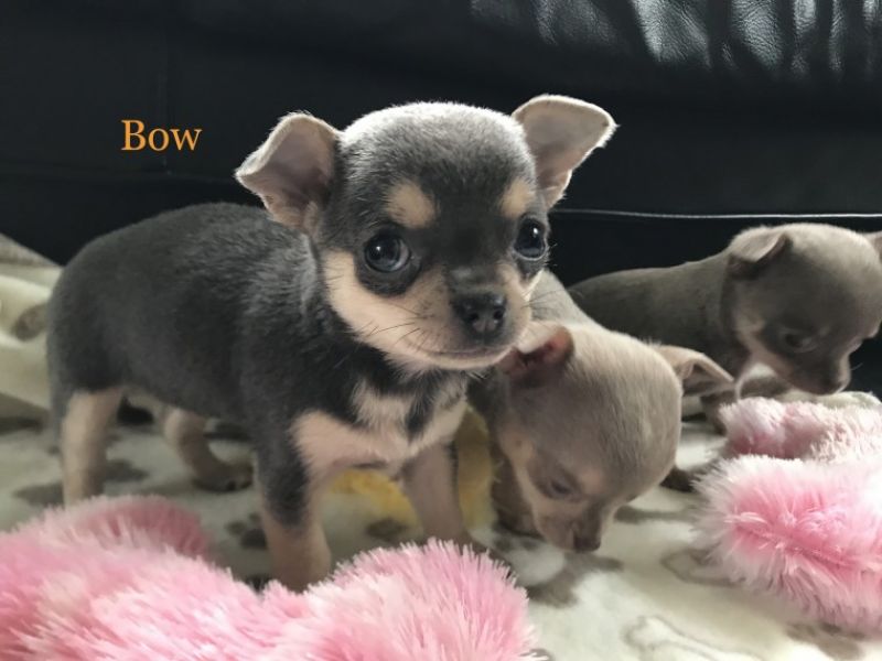 Regalo cuccioli di chihuahua Mini toy
