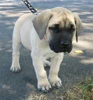 Adorabili cuccioli di bull mastiff femminucce e maschietti disponibili per l'adozione cuccioli sono 