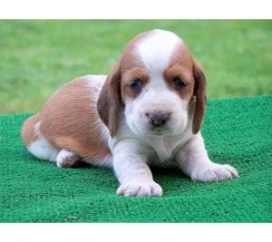  cuccioli di Basset Hound  per adozione ( maschio e femmina 
