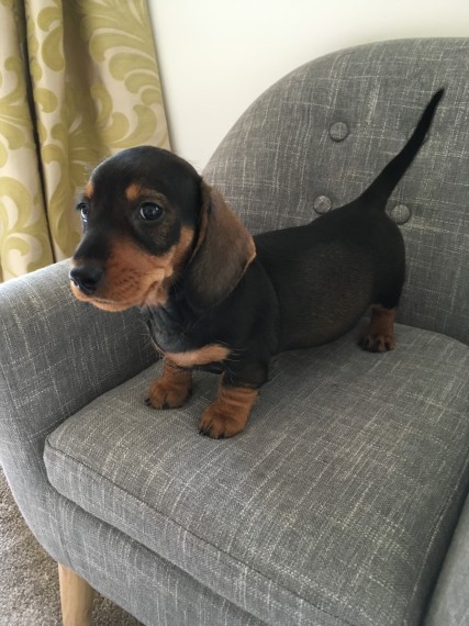   Regalo adorabili cuccioli bassotto