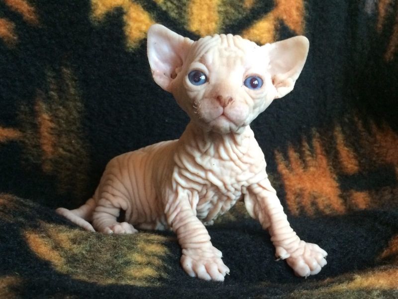 Gattini di Sphynx   ( per regalo )