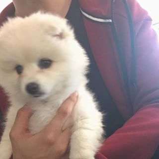 Volpino spitz pomerania