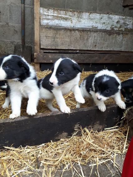  adorabili cuccioli di border collie in regalo