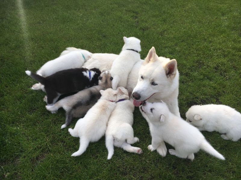 Regalo Husky Disponiamo di una cucciolata di Husky, i cuccioli verranno Dato dopo 90 giorni dalla na