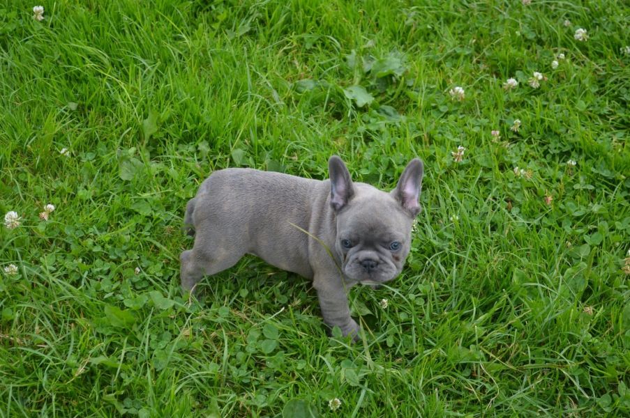 Sani maschio e femmina cuccioli di bulldog francese per adozione 