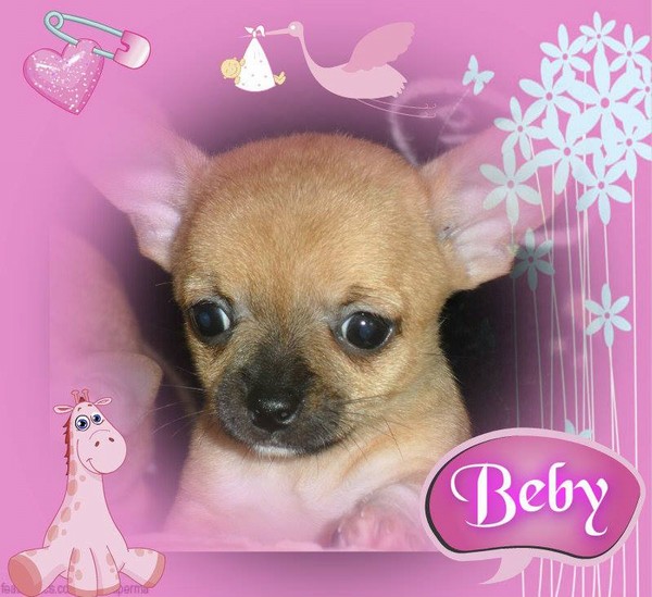 Chihuahua Toy - Mini Italiani