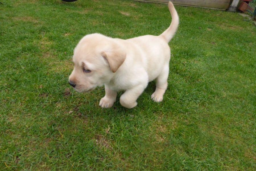   cuccioli di labrador  per adozione ( maschio e femmina )