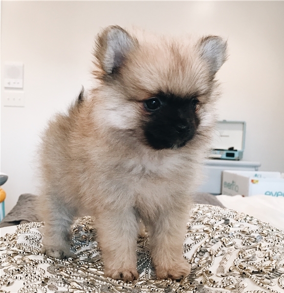 Regalo Volpini cuccioli di pomerania Piccoli