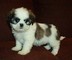 Superbi eccezionali cuccioli shih tzu