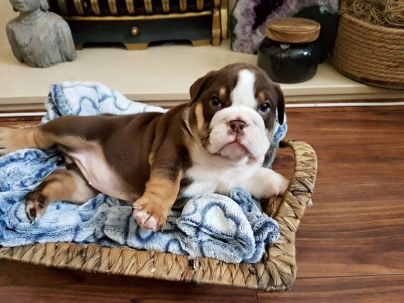  Regalo cuccioli di bulldog inglese disponiamo di una cucciolata di bulldog inglesi,con microchip,2 
