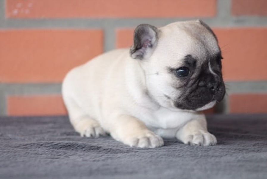 Adorabili cuccioli di Bulldog Francese femminucce e maschietti disponibili per l'adozione