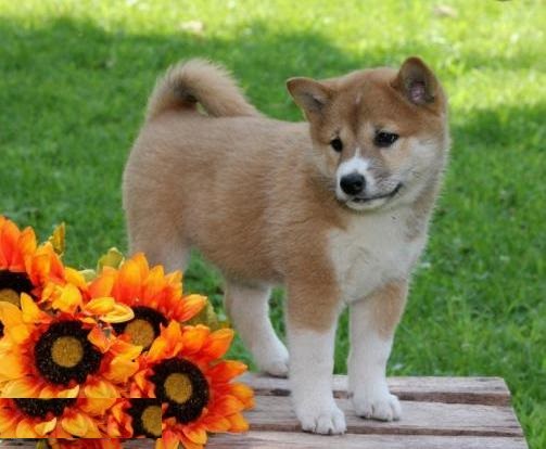 Cuccioli di shiba-inu per adozione ( maschio e femmina )