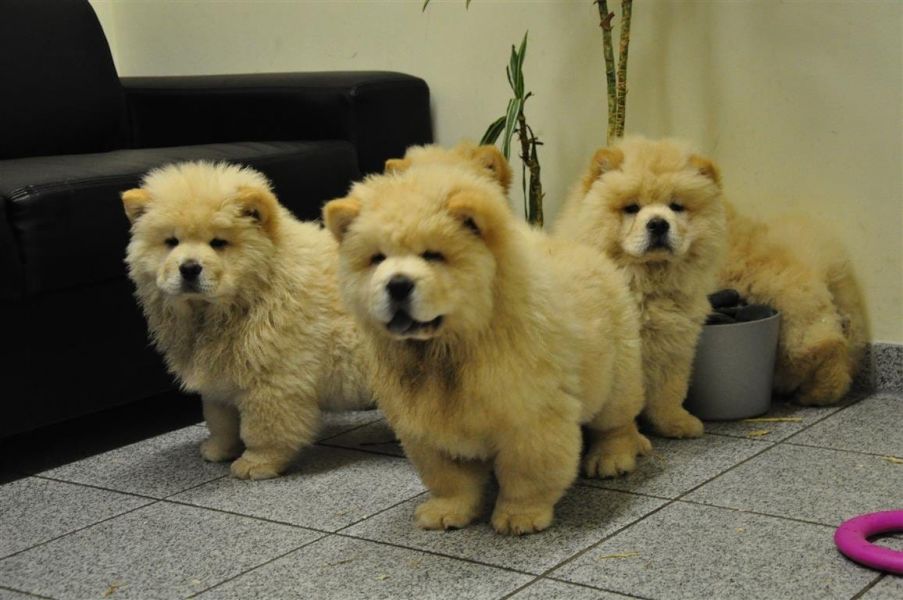   cuccioli di CHOW  CHOW  per adozione ( maschio e femmina )